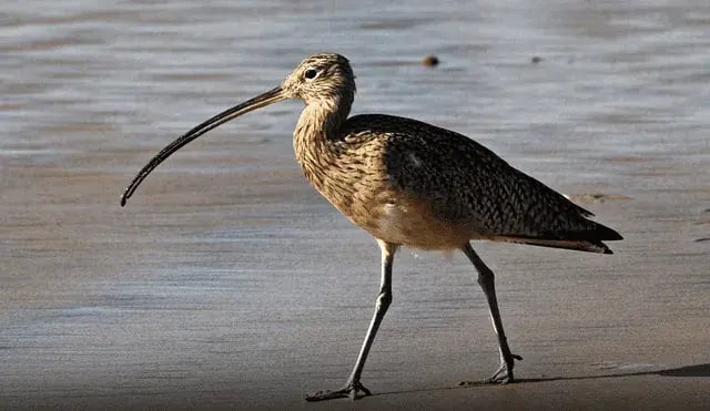 zarapito de pico fino